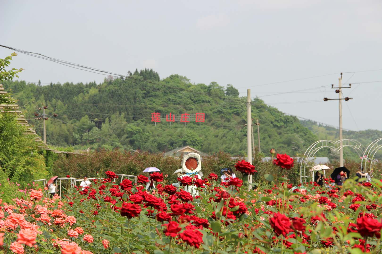 玫瑰园