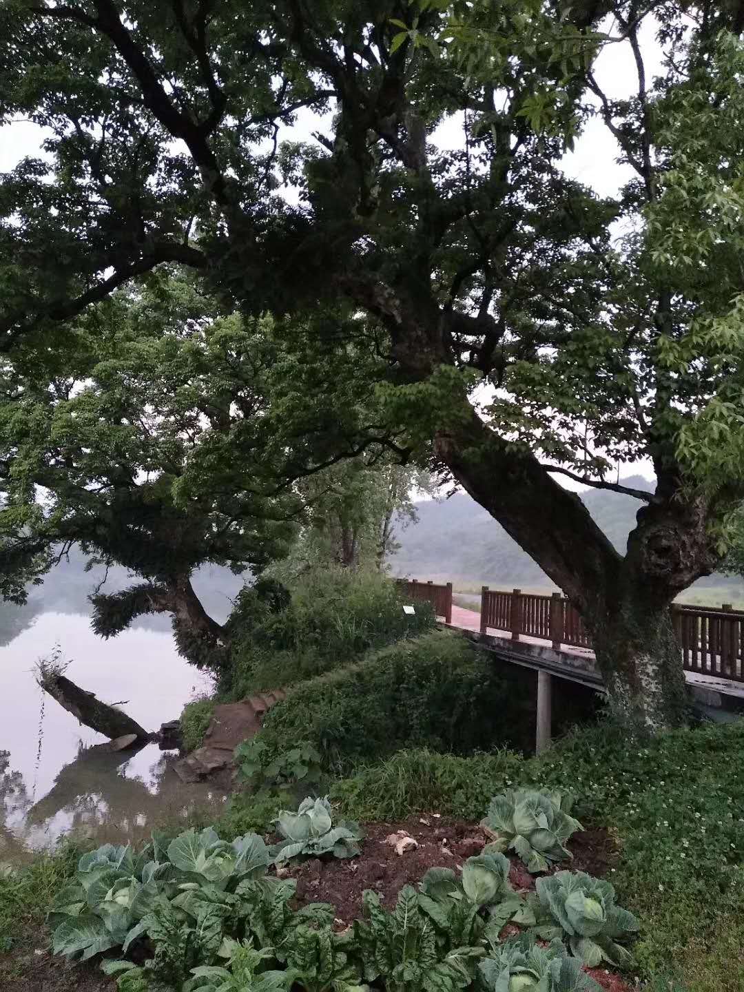 西河古树