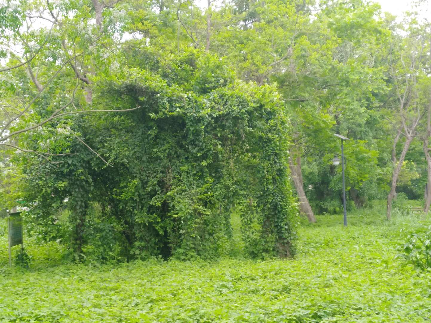 湿地公园