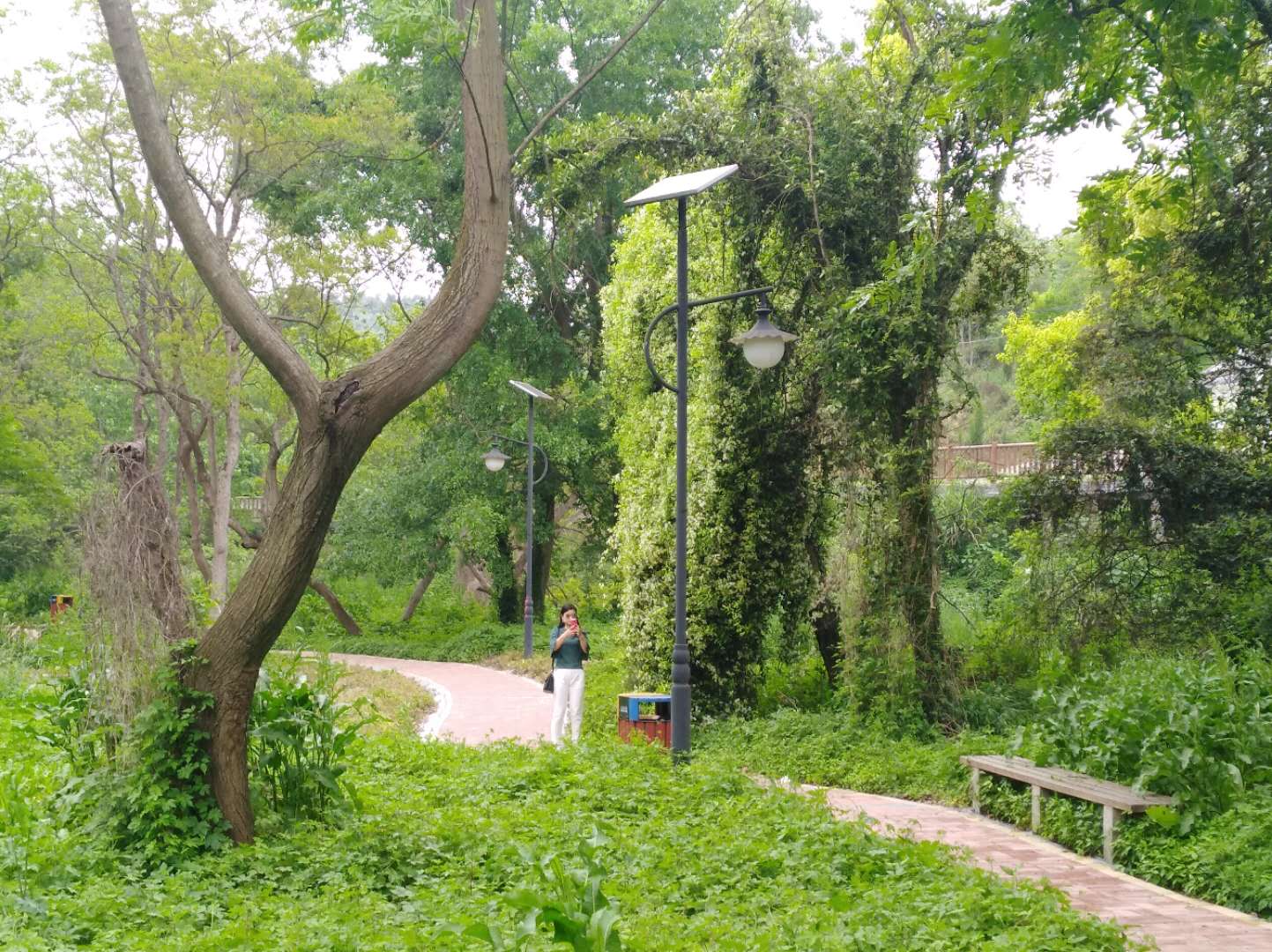湿地公园