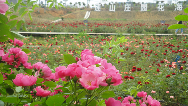 莲山庄园花海